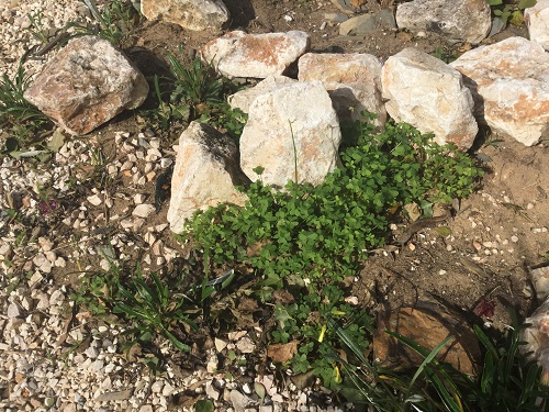 Oxalis pes-caprae – Bermuda Buttercup - invasive weed