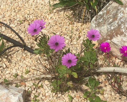 Osteospermum in March