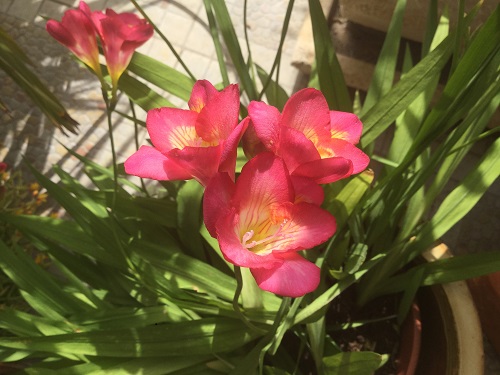 freesia growing in pots