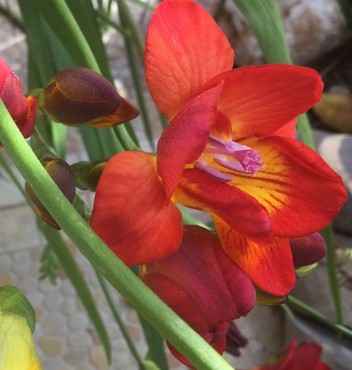 Freesia growing in pot