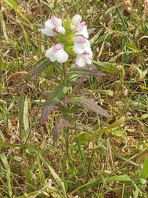Bartsia Trixago (Bellardia) or flor-de-ouro