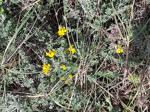 Lotus Creticus (Southern Bird's Foot Trefoil