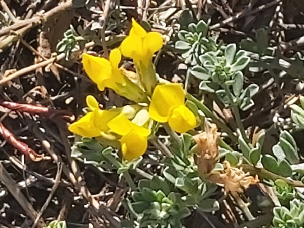 Trevo-de-Creta - Lotus creticus L