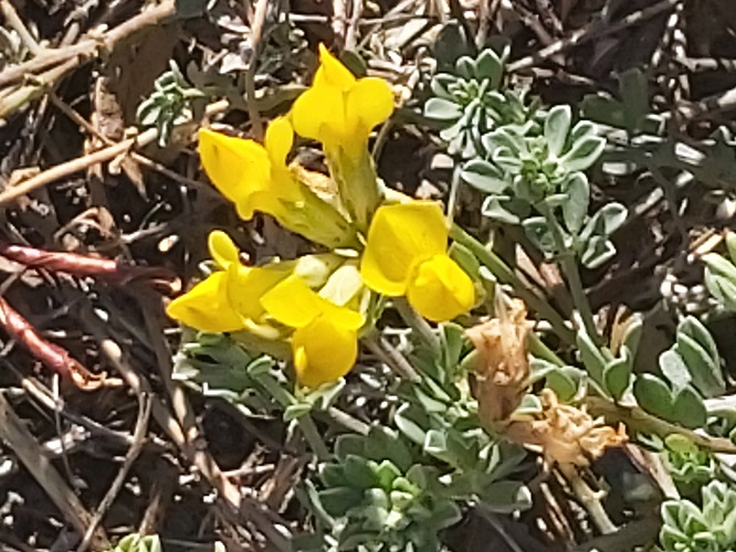 Trevo-de-Creta - Lotus creticus L