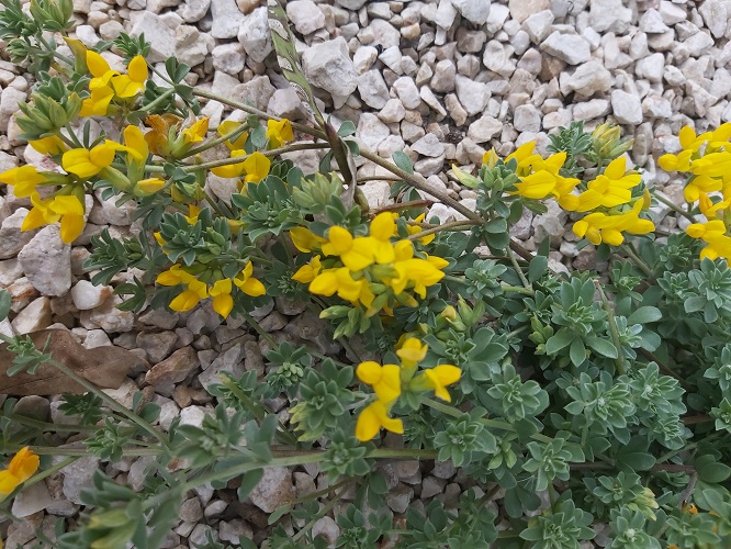 Lotus Creticus (Southern Bird's Foot Trefoil, Trevo-de-Creta, Lotus creticus L