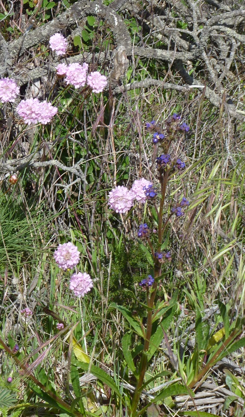 Armeria pungen - Cravo-das-Areias (Thrift)