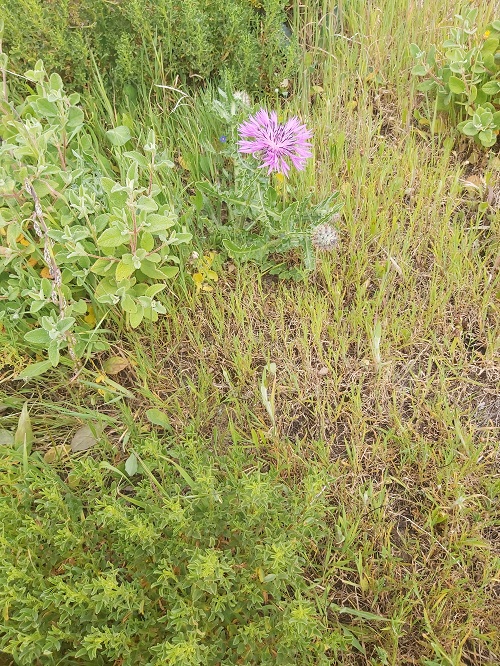 centaurea sphaerocephala