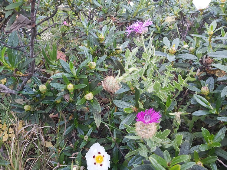 Centaurea Sphaerocephala (Knapweed)