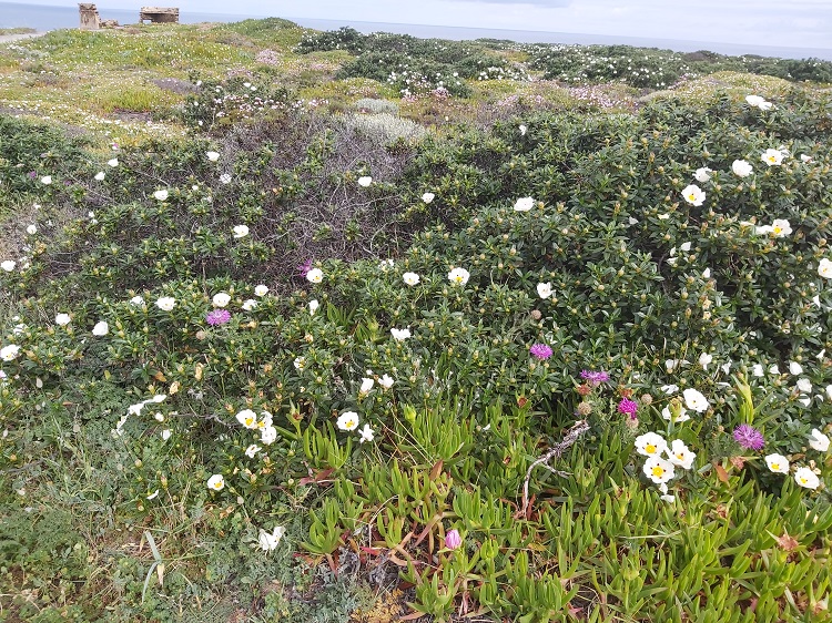 Centaurea Sphaerocephala (Knapweed) in foreground