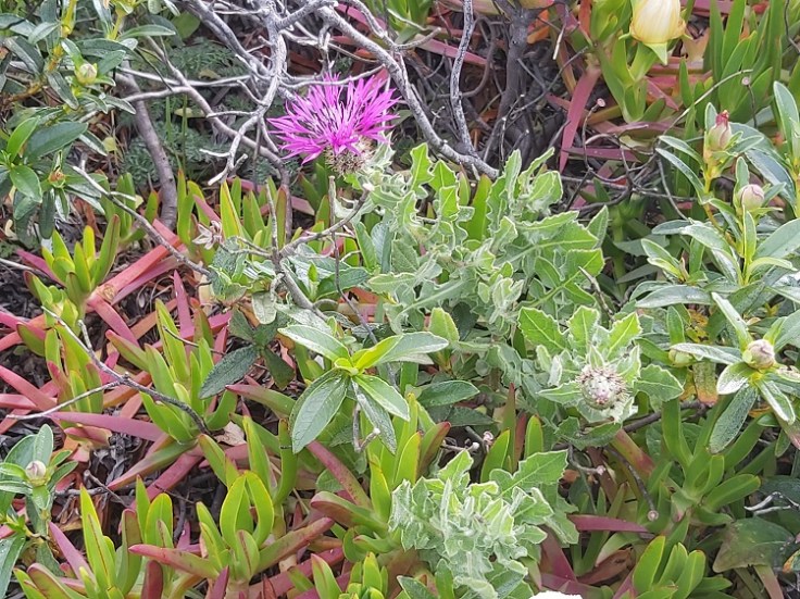 Centaurea Sphaerocephala (Knapweed) in Parque Natural do Sudoeste Alentejano e Costa Vicentina, Portugal