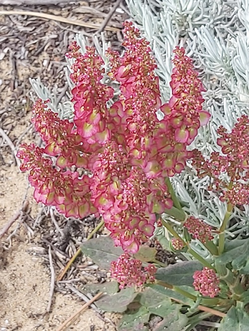 Rumex Intermedius - Western Algarve