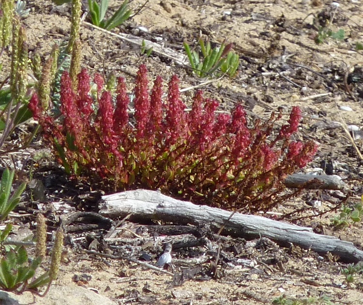 Rumex Intermedius- May 2020