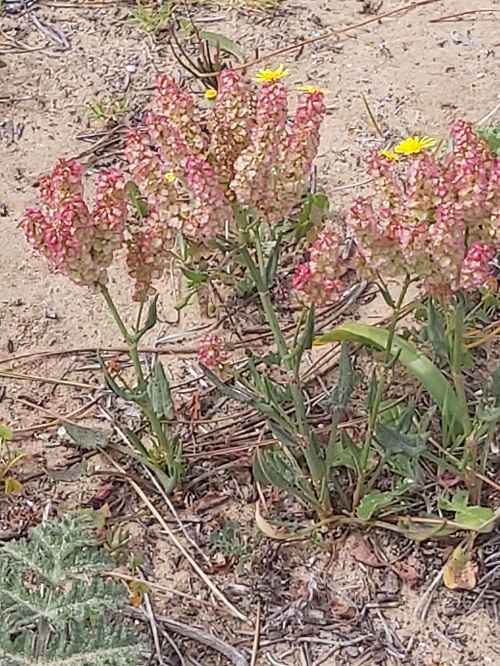 Rumex Intermedius - Western Algarve -March 2021