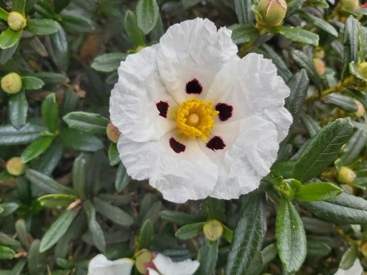 Esteva - Gum Cistus, Western Algarve