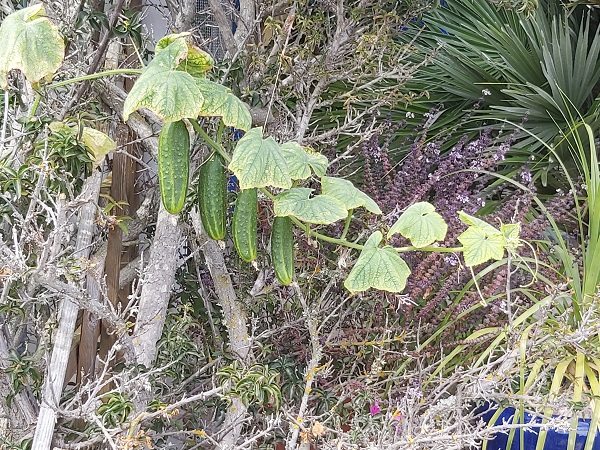 Cucumbers growing in containers
