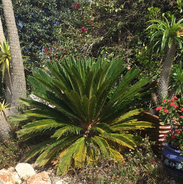 cycads - sago palms