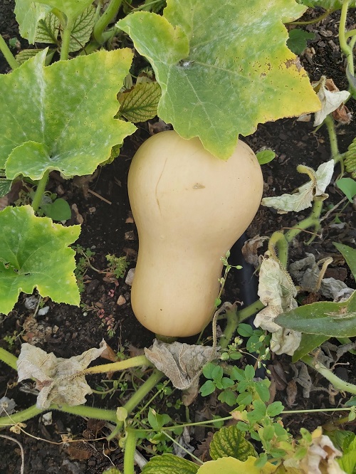 Butternut Squash