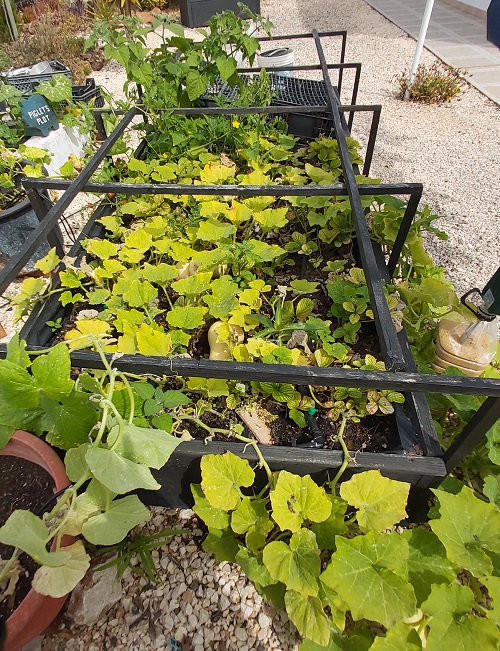 Raised Strawberry Bed