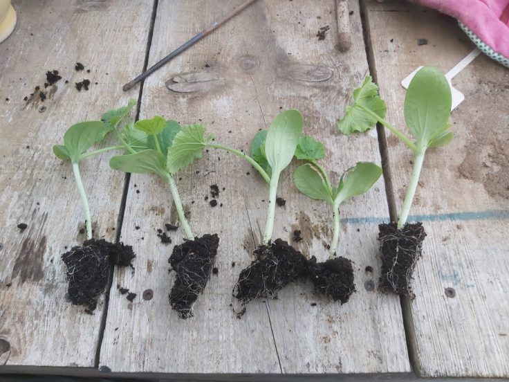 Courgette Seed Plugs 28th Aug 2022