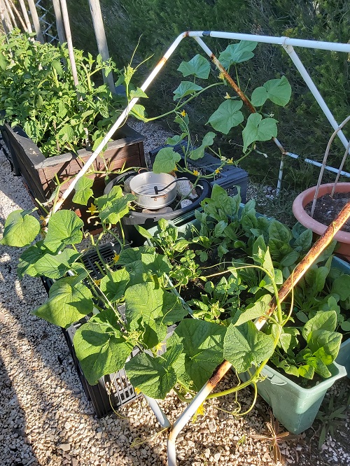 Cucumbers growing in Sept