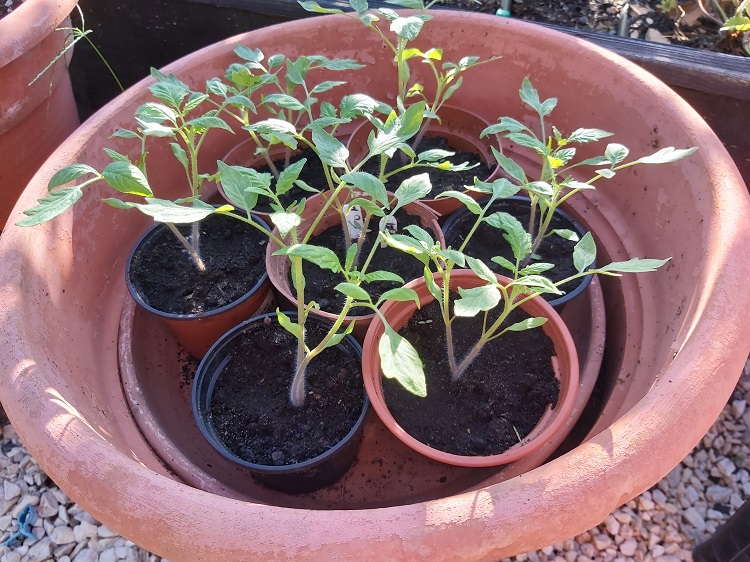 Roma Tomatoes Mini Plum - 28-09-22
