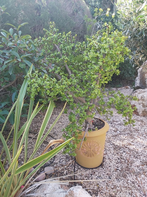 Jade plant