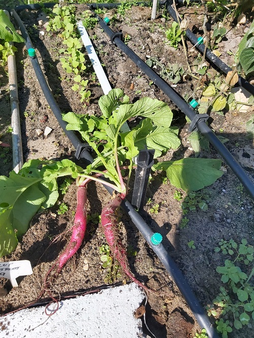 Radish Long Scarlet