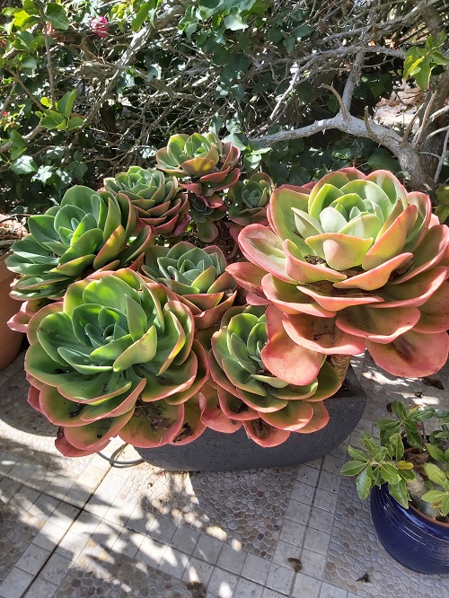 Echeveria mandala