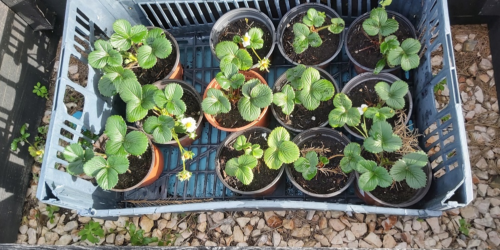 Baby strawberry plants