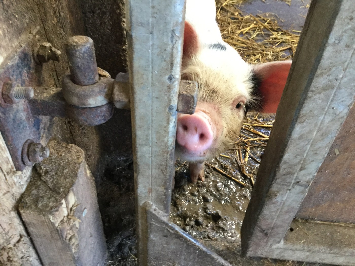 Curious piglet