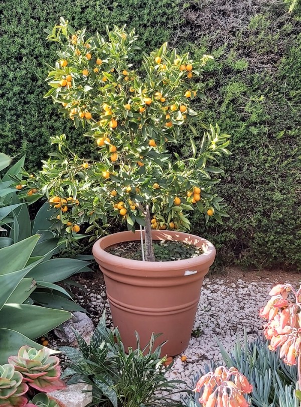 Fruiting Kumquat Tree growing in a pot.