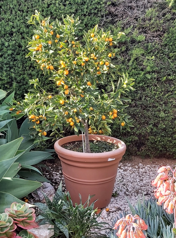 Fruiting Kumquat Tree growing in a pot.