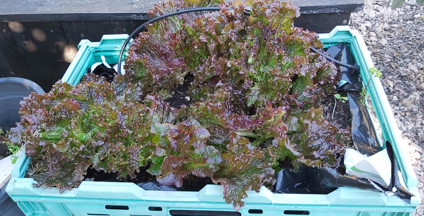 Lettuce plugs planted iend of Novemeber now ready for harvesting