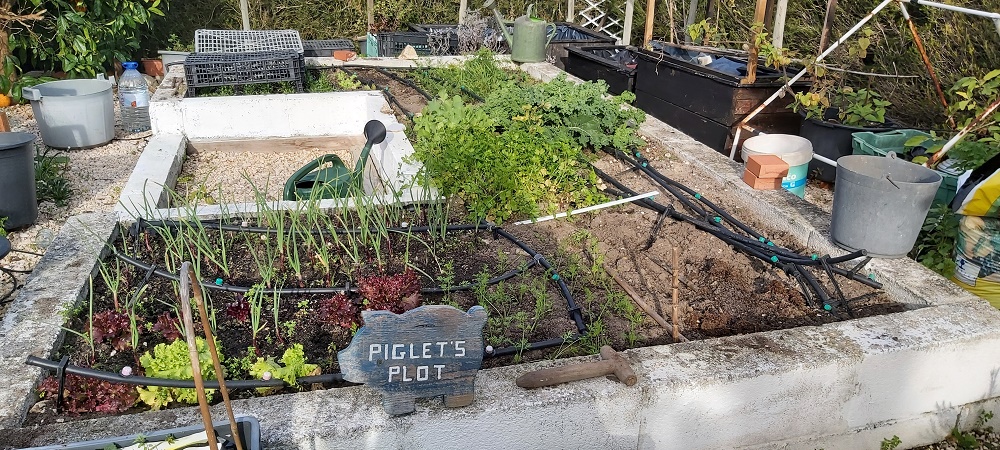 Piglet's main vegetable bed