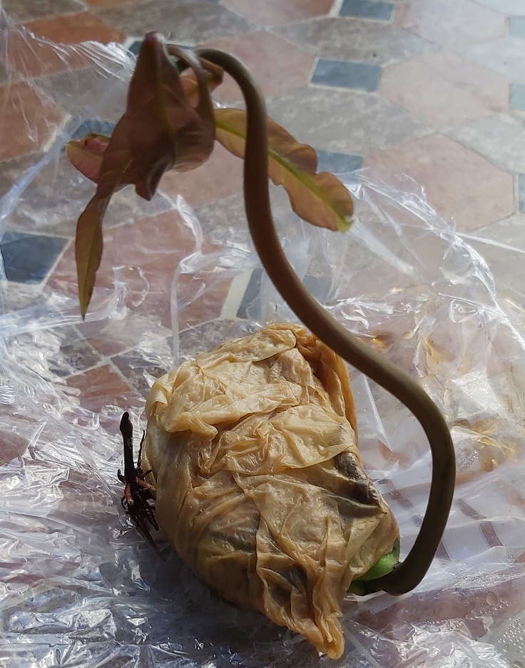 Sprouting Mango pip.