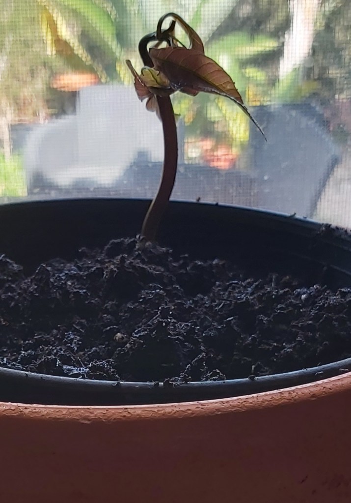 Mango pip planted in soil