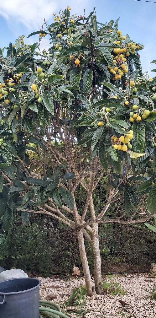 Nespera Tree