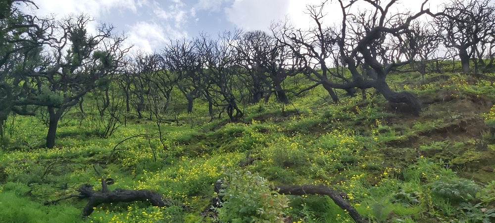 In Oct 23 there was a fire near Bodeira. Feb 24 trees are still blackned stumps but slowly coming back to life.