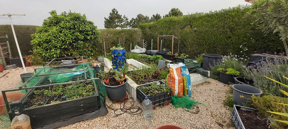Growing fruti and vegetables in containers and raised vegetable beds.