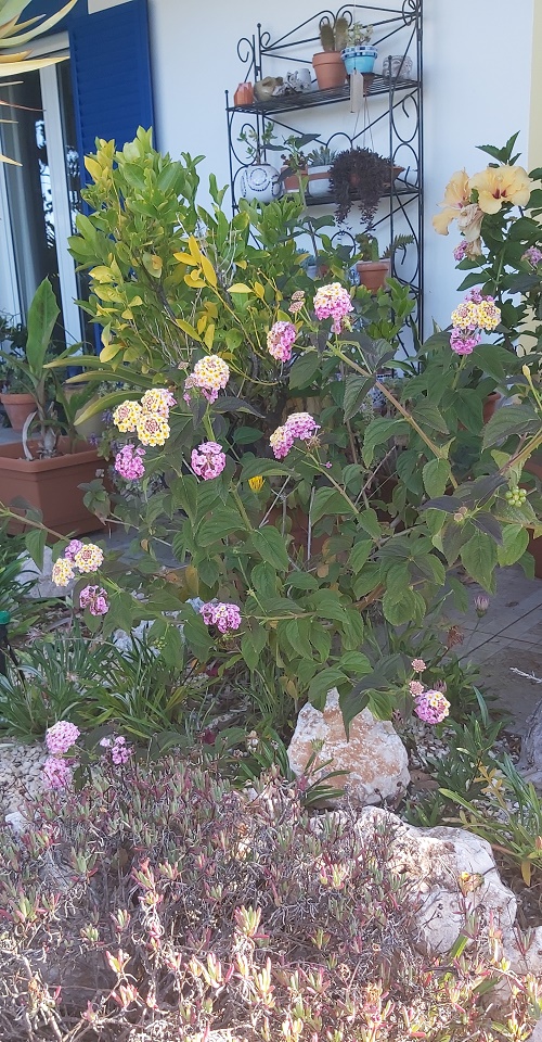 pink and yellow lantana