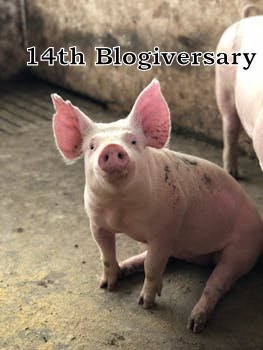 Piglet's 14th Blogiversary