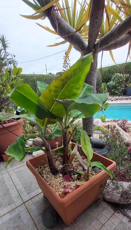 Banana plant growing in a pot