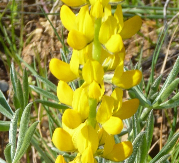 tremocilha, tremoceiro-amarelo, yellow lupin
