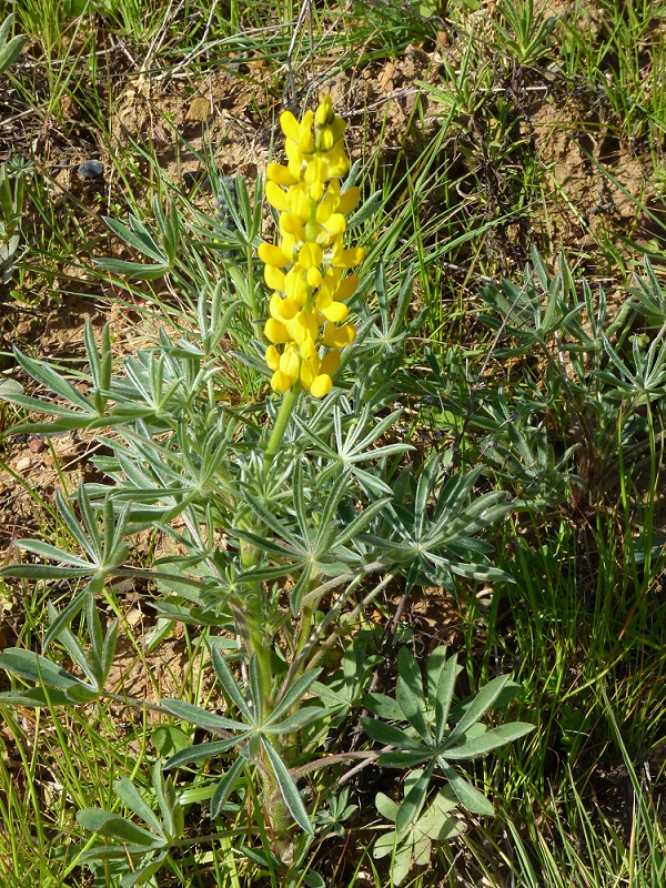 yellow lupin - wild flower