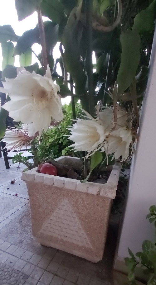 Epiphyllum oxypetalum- Queen of the Night at at dusk