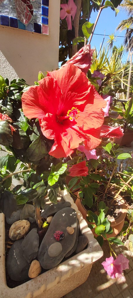 Red hibiscus growing in a pot