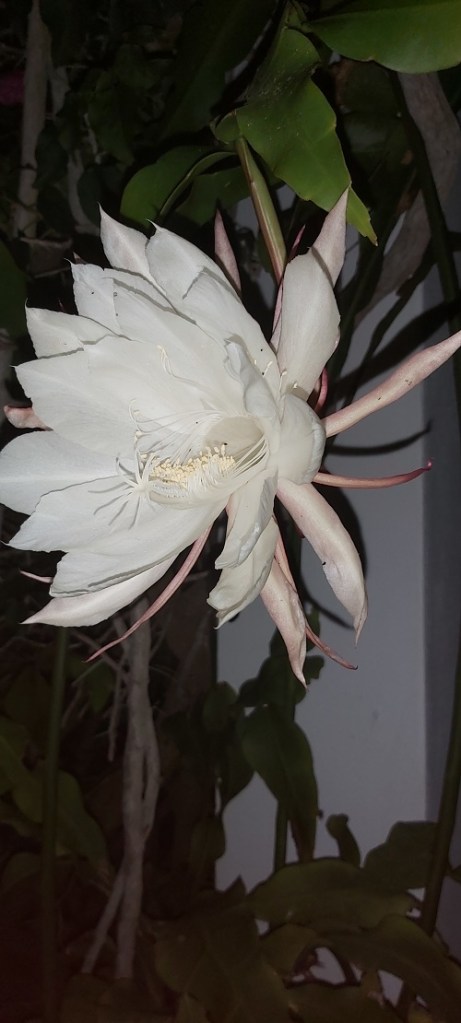 Epiphyllum oxypetalum -Queen of the night flower - July