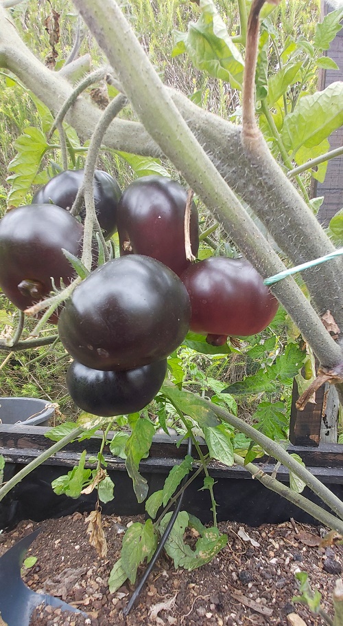 black tomatoes