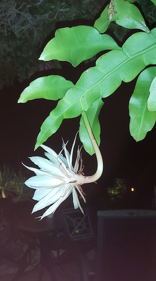Epiphyllum oxypetalum