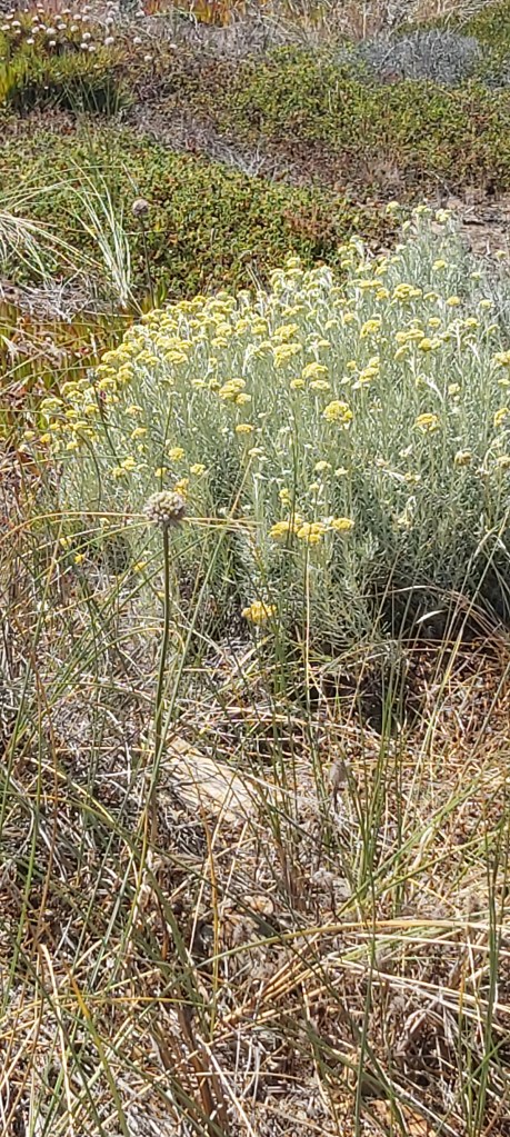 Wildflowers in Portugal – Helichrysum Italicum (or curry plant)